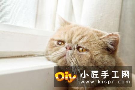 猫奴还不快来拜见！坐姿立体猫咪的折纸图解