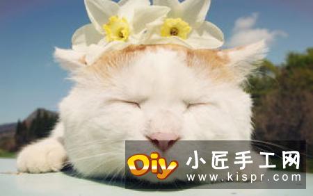 猫奴还不快来拜见！坐姿立体猫咪的折纸图解