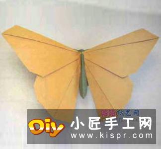 体型最大的蝴蝶 美丽凤尾蝶的折纸方法图解